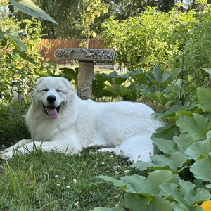 Fundraising Page: Satina Bolaños